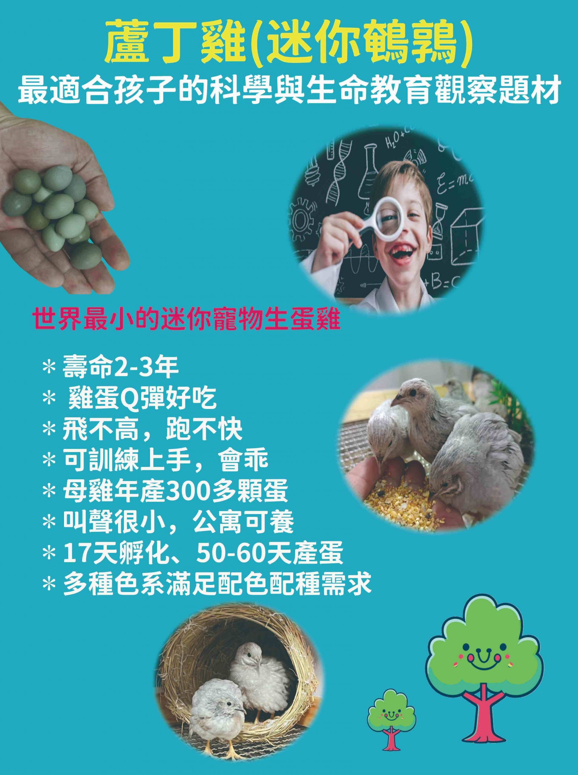 蘆丁雞介紹