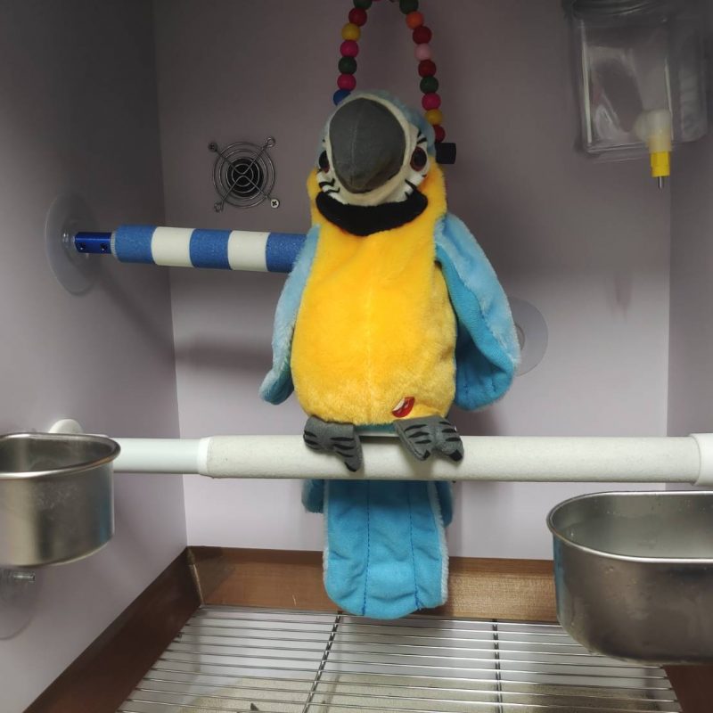 藍黃金剛鸚鵡站在伸縮磨爪站棍上